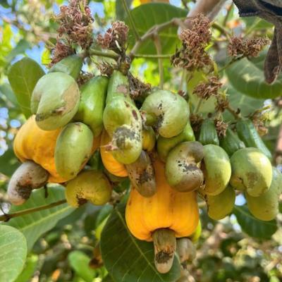 CASHEW MARKET REPORT