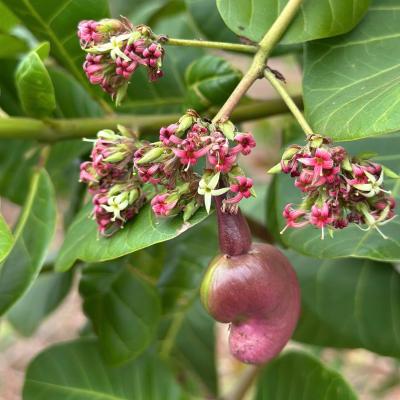 CASHEW MARKET REPORT