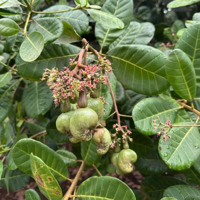 CASHEW MARKET REPORT
