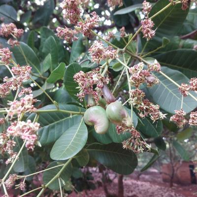 CASHEW MARKET REPORT