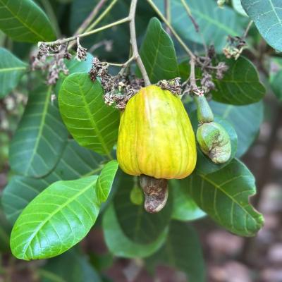 CASHEW MARKET REPORT