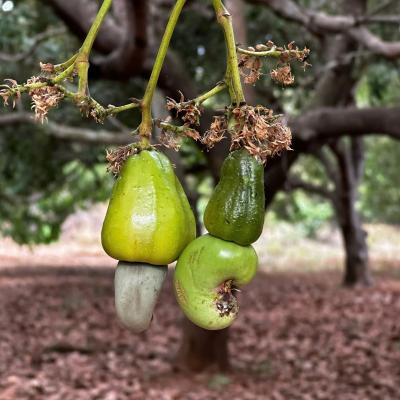 CASHEW MARKET REPORT