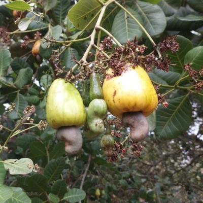CASHEW MARKET REPORT