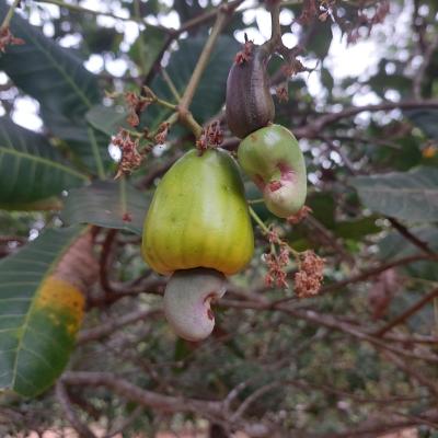 CASHEW MARKET REPORT