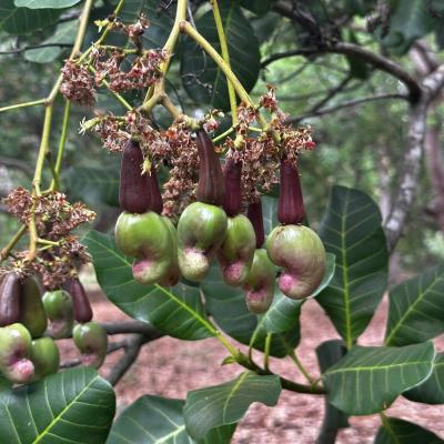 CASHEW MARKET REPORT