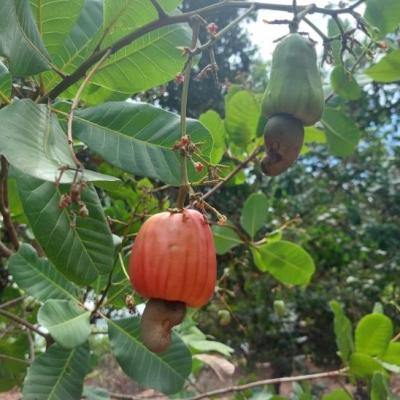 CASHEW MARKET REPORT