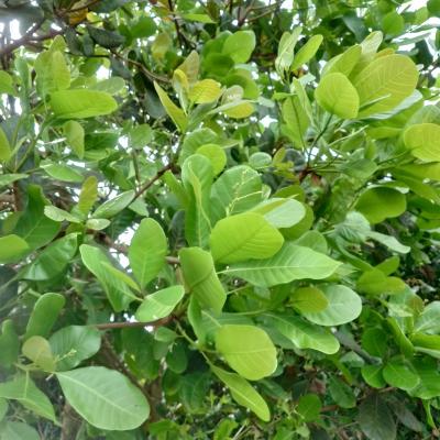 CASHEW MARKET REPORT