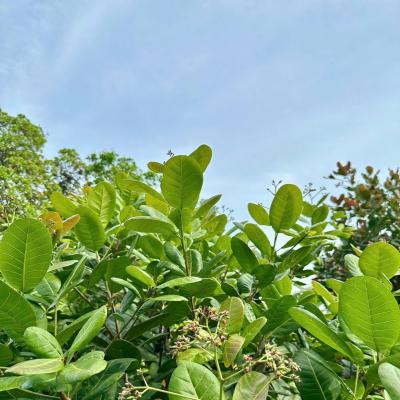 CASHEW MARKET REPORT