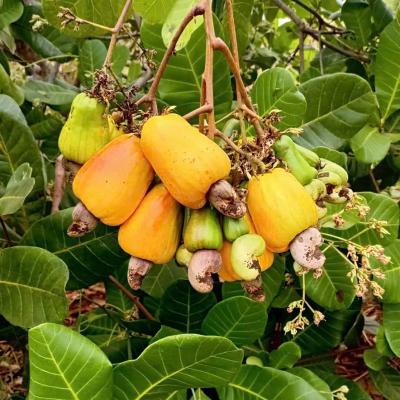 CASHEW MARKET REPORT