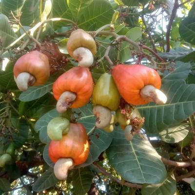 CASHEW MARKET REPORT
