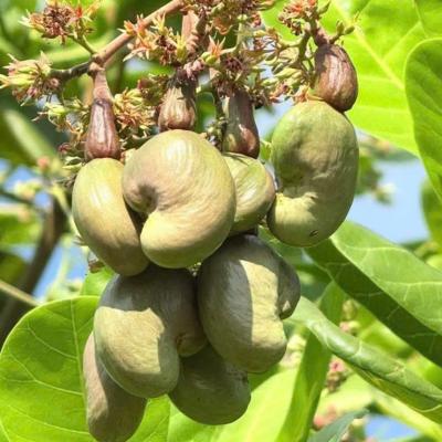 CASHEW MARKET REPORT