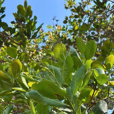 CASHEW MARKET REPORT