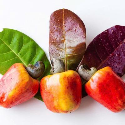 CASHEW MARKET REPORT