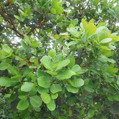 CASHEW MARKET REPORT