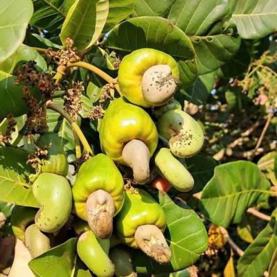 CASHEW MARKET REPORT