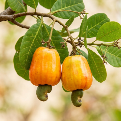 CASHEW MARKET REPORT
