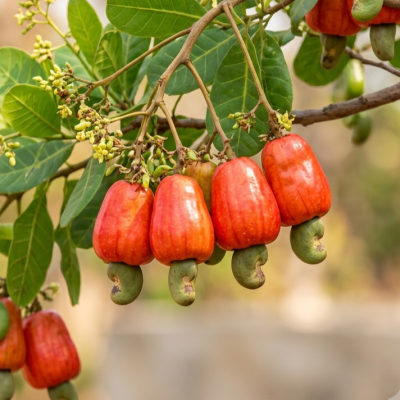 CASHEW MARKET REPORT