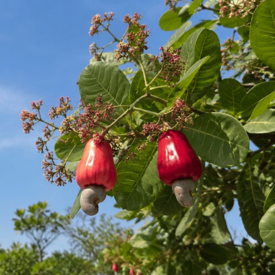 CASHEW MARKET REPORT