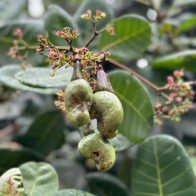 CASHEW MARKET REPORT