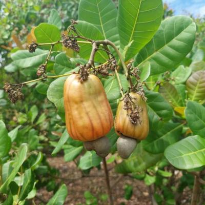 CASHEW MARKET REPORT